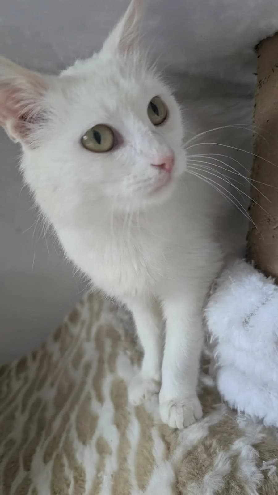 ELSA CAT – ADOPTAT, female mixed breed for adoption at No Limit Pets, Romania