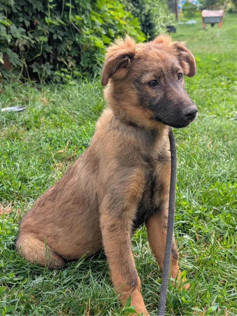 ELVIRA 2181 – ADOPTAT, female mixed breed for adoption at No Limit Pets, Romania