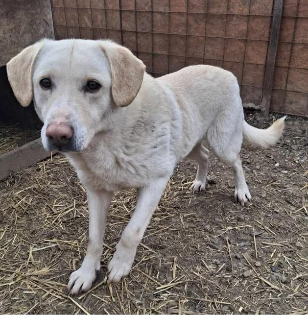 ELVIS 7263, male 3yo mixed breed for adoption at No Limit Pets, Romania