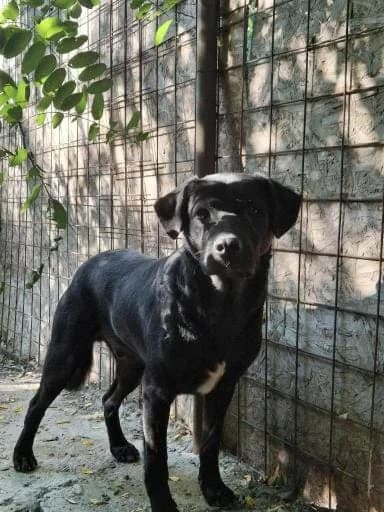 EMICO 2667, male mixed breed for adoption at No Limit Pets, Romania