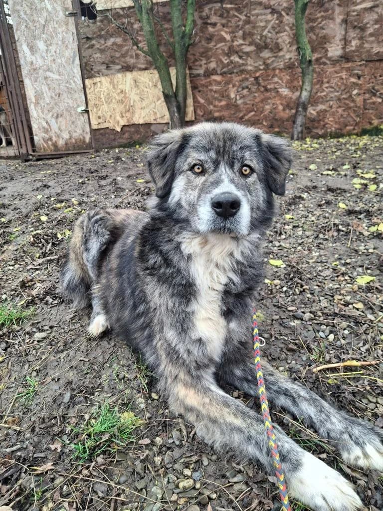 Emil 6364, male Mixed Breed for adoption at No Limit Pets, Romania