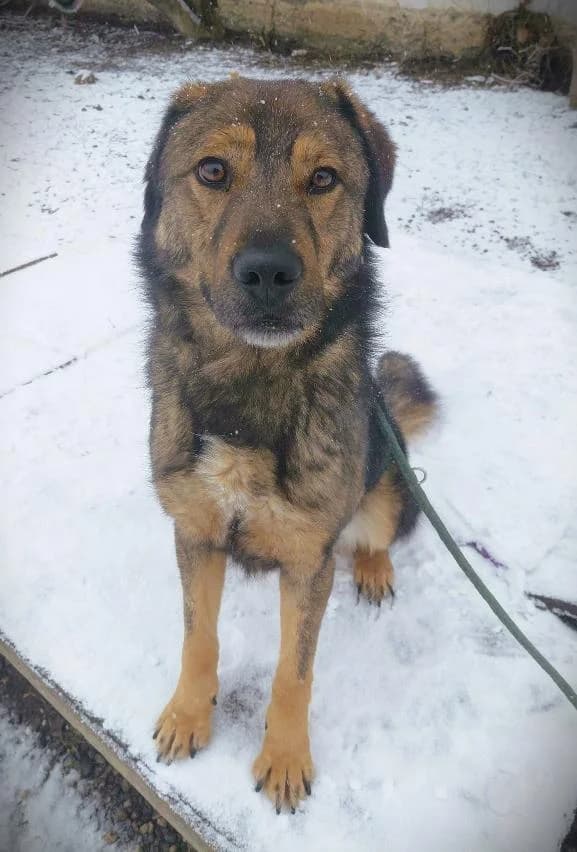 EMILIO 1558, male young Mixed Breed for adoption at No Limit Pets, Romania