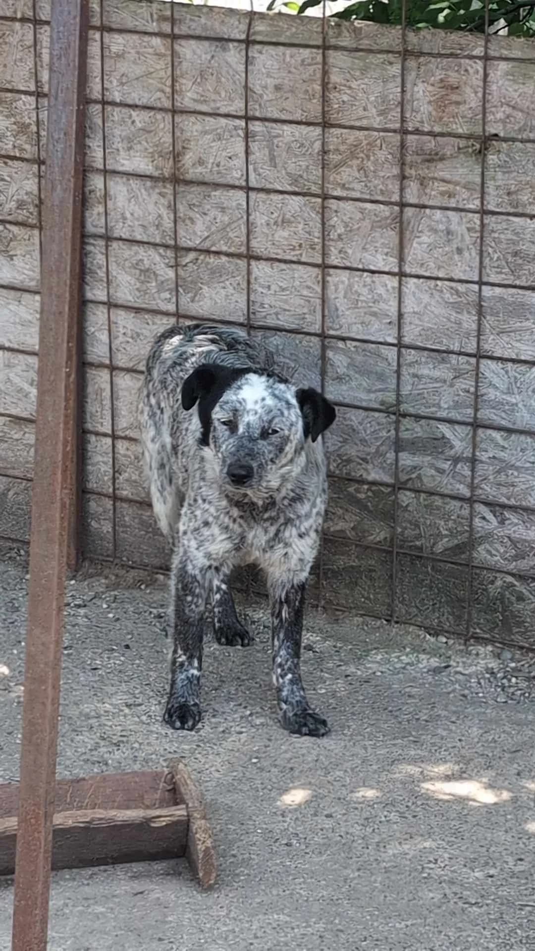 EMILY 8898- adoptat, female young mixed breed for adoption at No Limit Pets, Romania