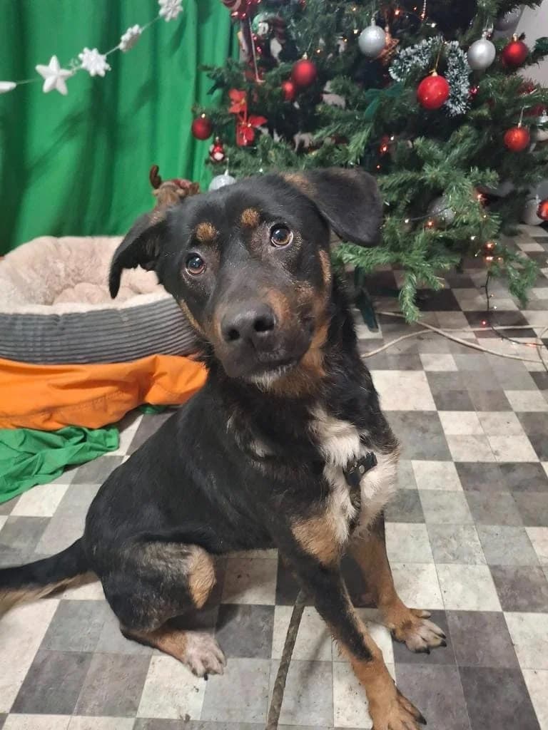 EMMA 2850 – ADOPTAT, female mixed breed for adoption at No Limit Pets, Romania