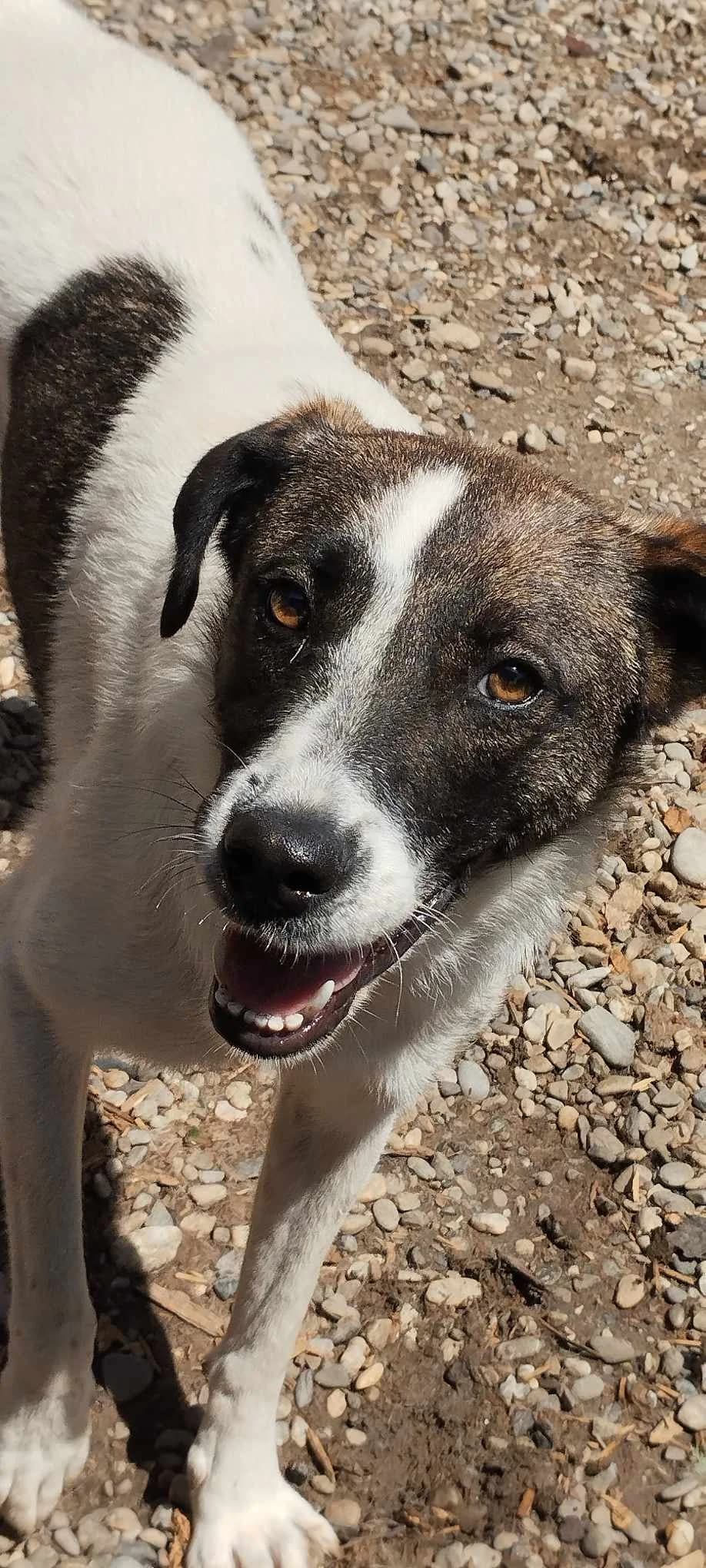 EMMA 3611, female mixed breed for adoption at No Limit Pets, Romania