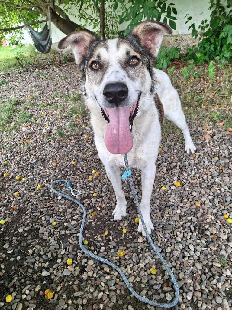 EDDY 0819, male mixed breed for adoption at No Limit Pets, Romania