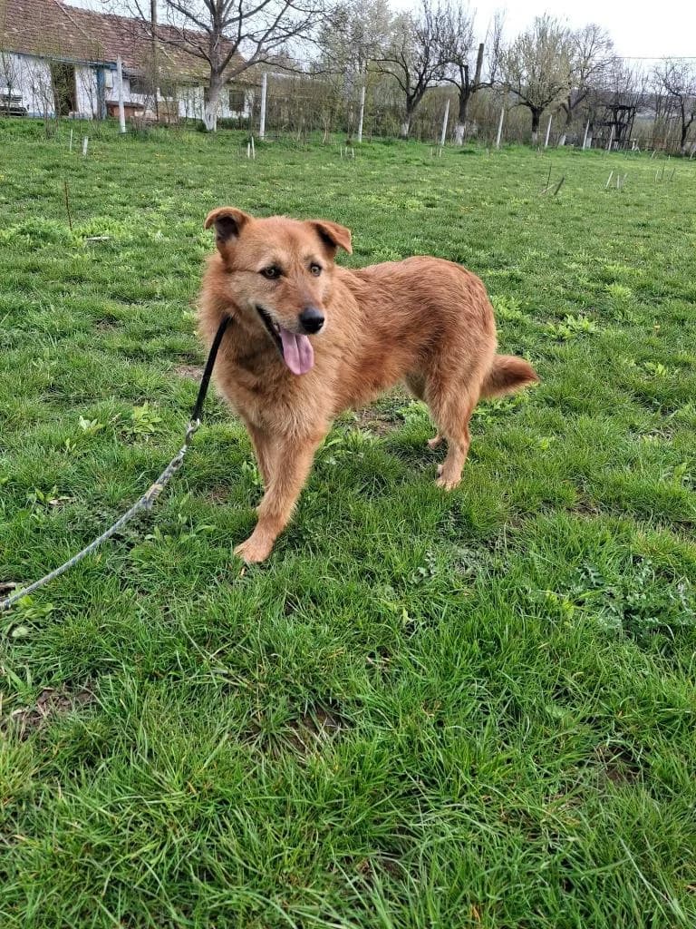 EMMY 9672, female puppy mixed breed for adoption at No Limit Pets, Romania