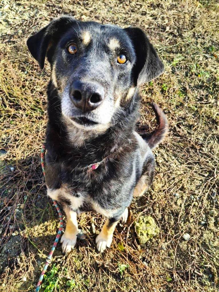 EVITA 4878, 3yo Mixed Breed for adoption at No Limit Pets, Romania
