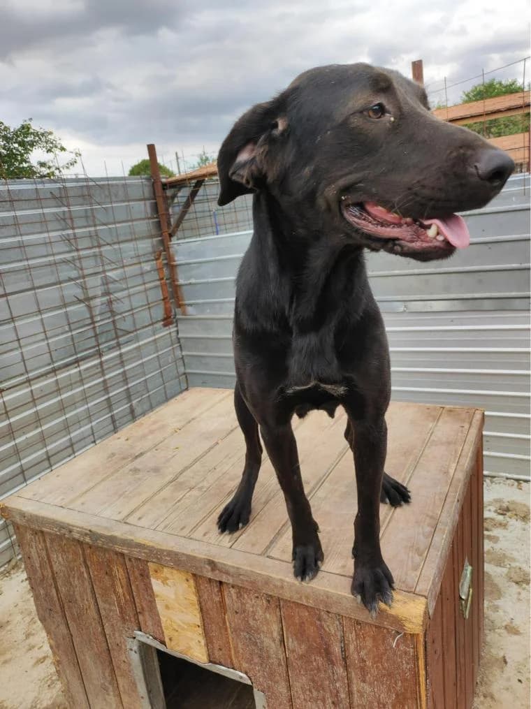 FAYE 1880, female 4yo Mixed Breed for adoption at No Limit Pets, Romania