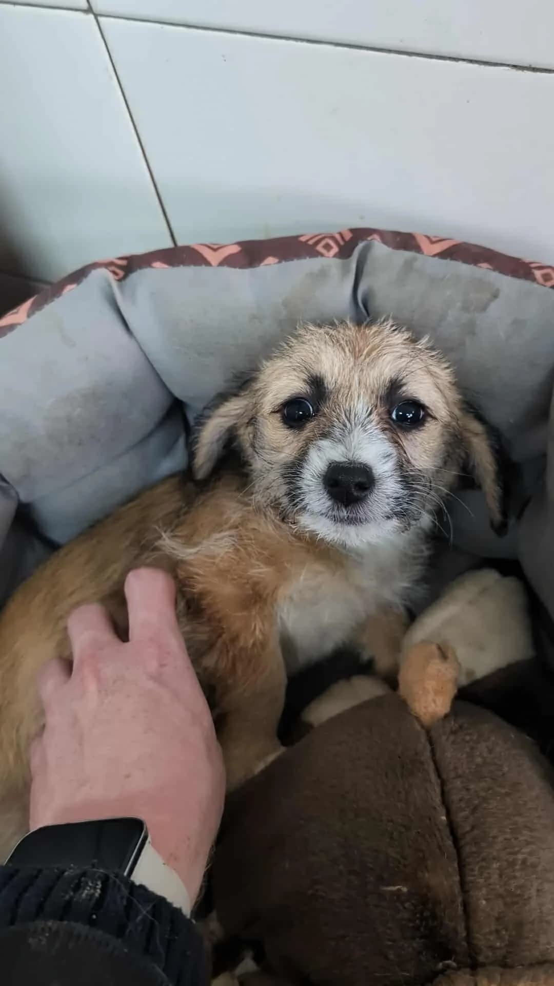 FAYE- adoptat, female Mixed Breed for adoption at No Limit Pets, Romania