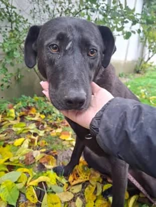 FELI 5226, female mixed breed for adoption at No Limit Pets, Romania