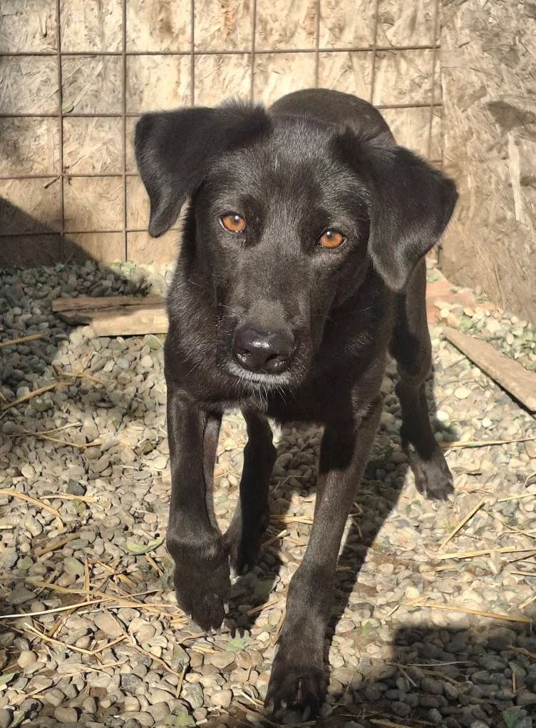 FILA 1615, female young mixed breed for adoption at No Limit Pets, Romania