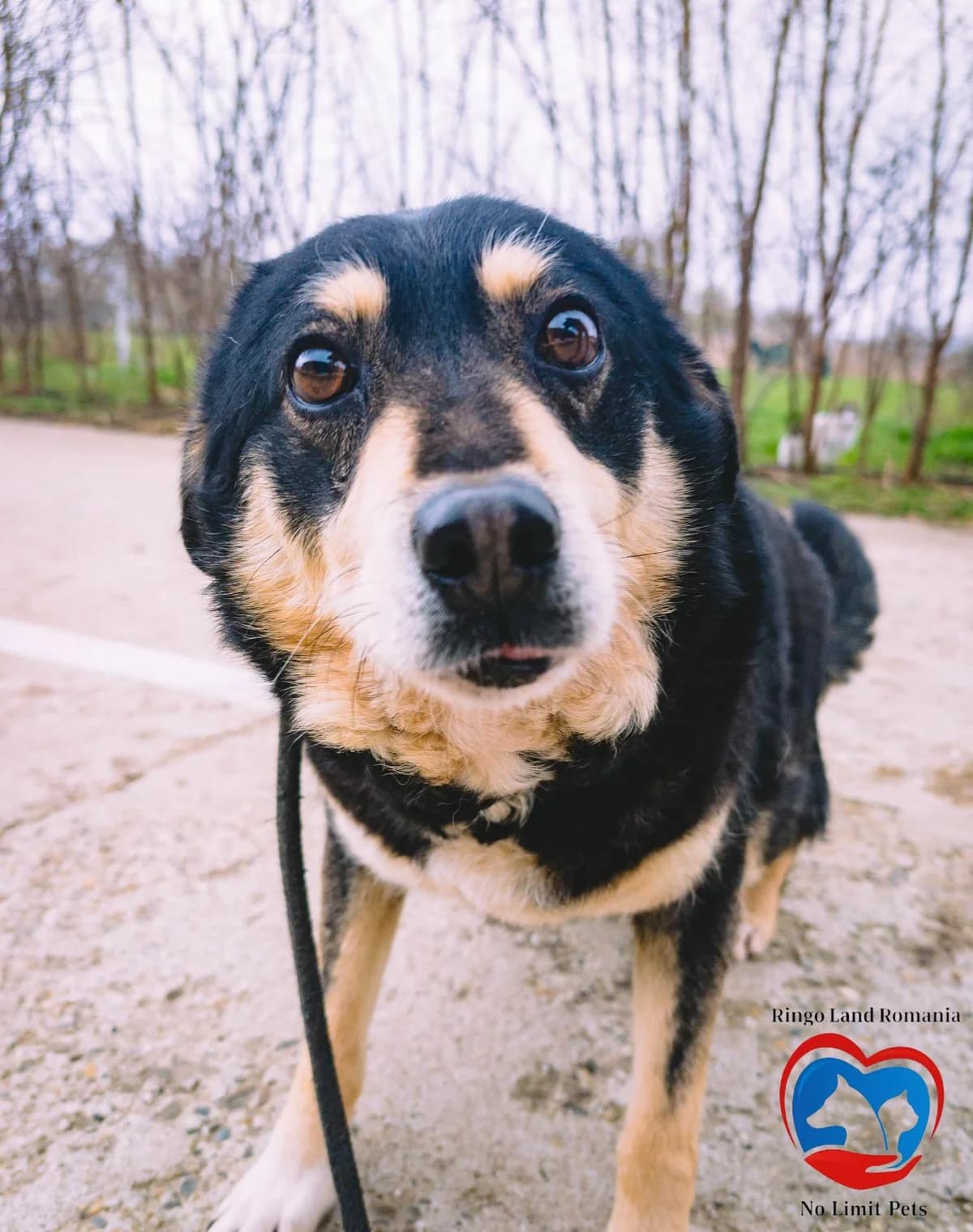 FILOU 4262, male young Mixed Breed for adoption at No Limit Pets, Romania