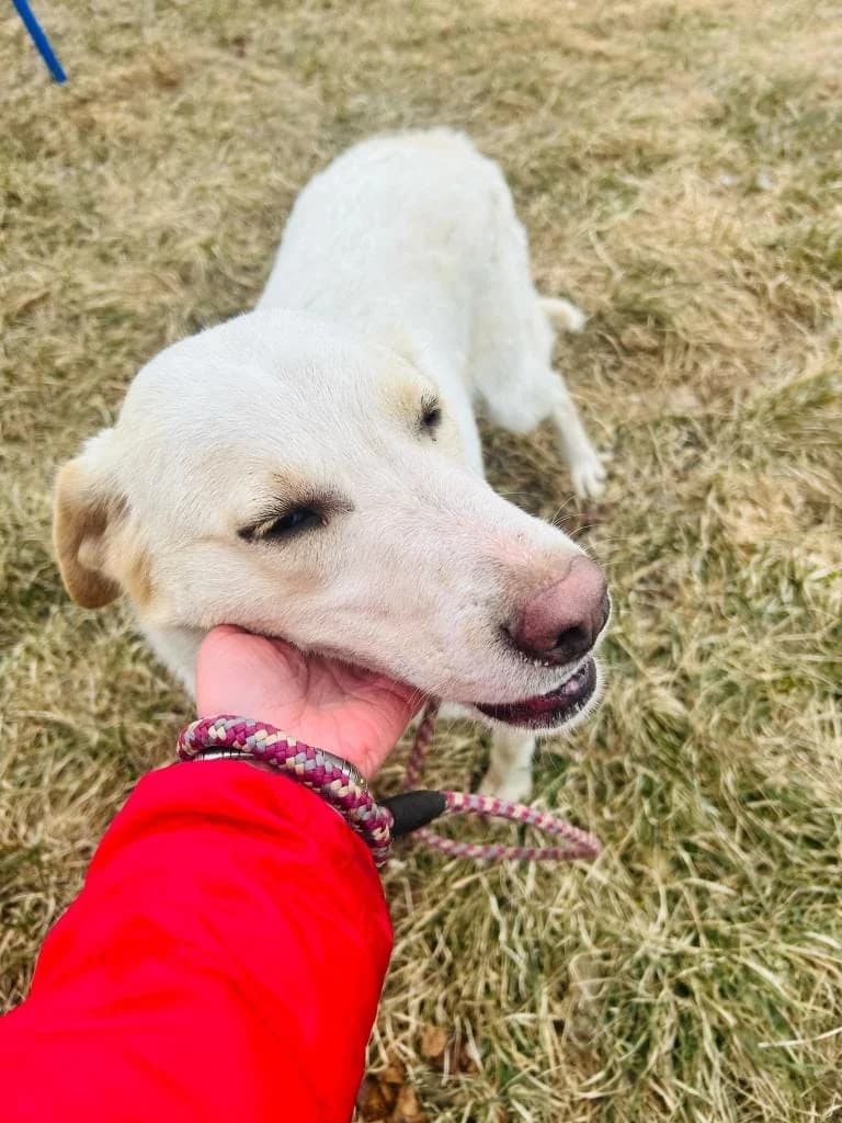 FLETCHER 6759 – ADOPTAT, male mixed breed for adoption at No Limit Pets, Romania