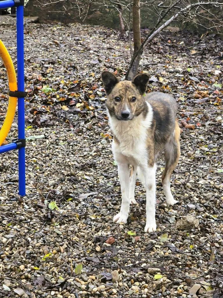 FLORIN 1061, male Mixed Breed for adoption at No Limit Pets, Romania
