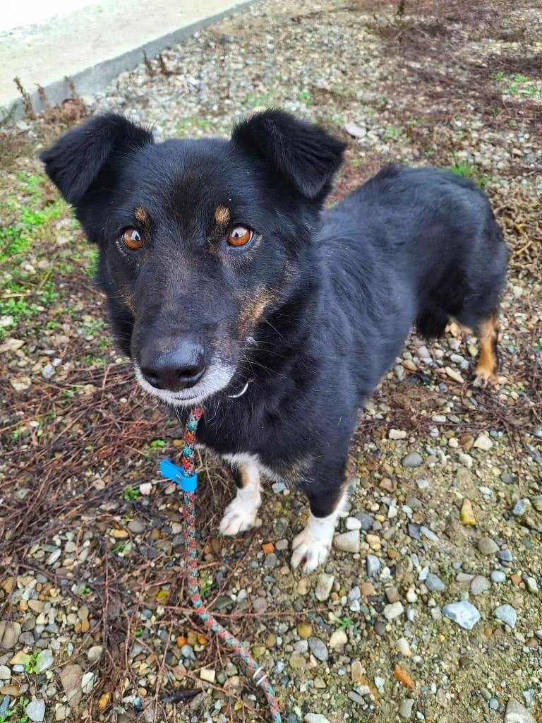 FOXI 9233, male young Mixed Breed for adoption at No Limit Pets, Romania