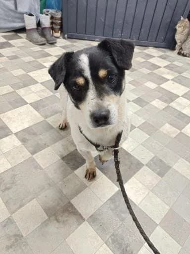 FRANKY 0947 – nedisponibil, male mixed breed for adoption at No Limit Pets, Romania