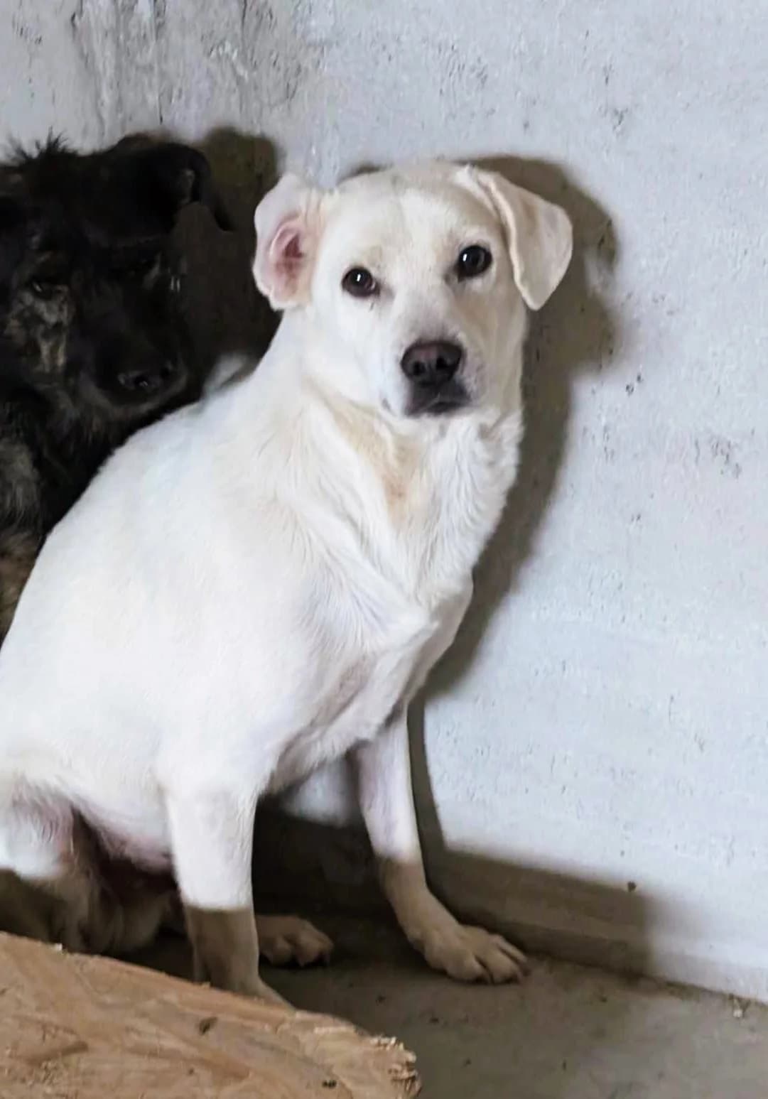 FRED 0082, male Mixed Breed for adoption at No Limit Pets, Romania