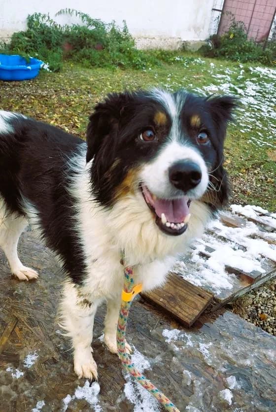 FREDDY 5880, male young Mixed Breed for adoption at No Limit Pets, Romania