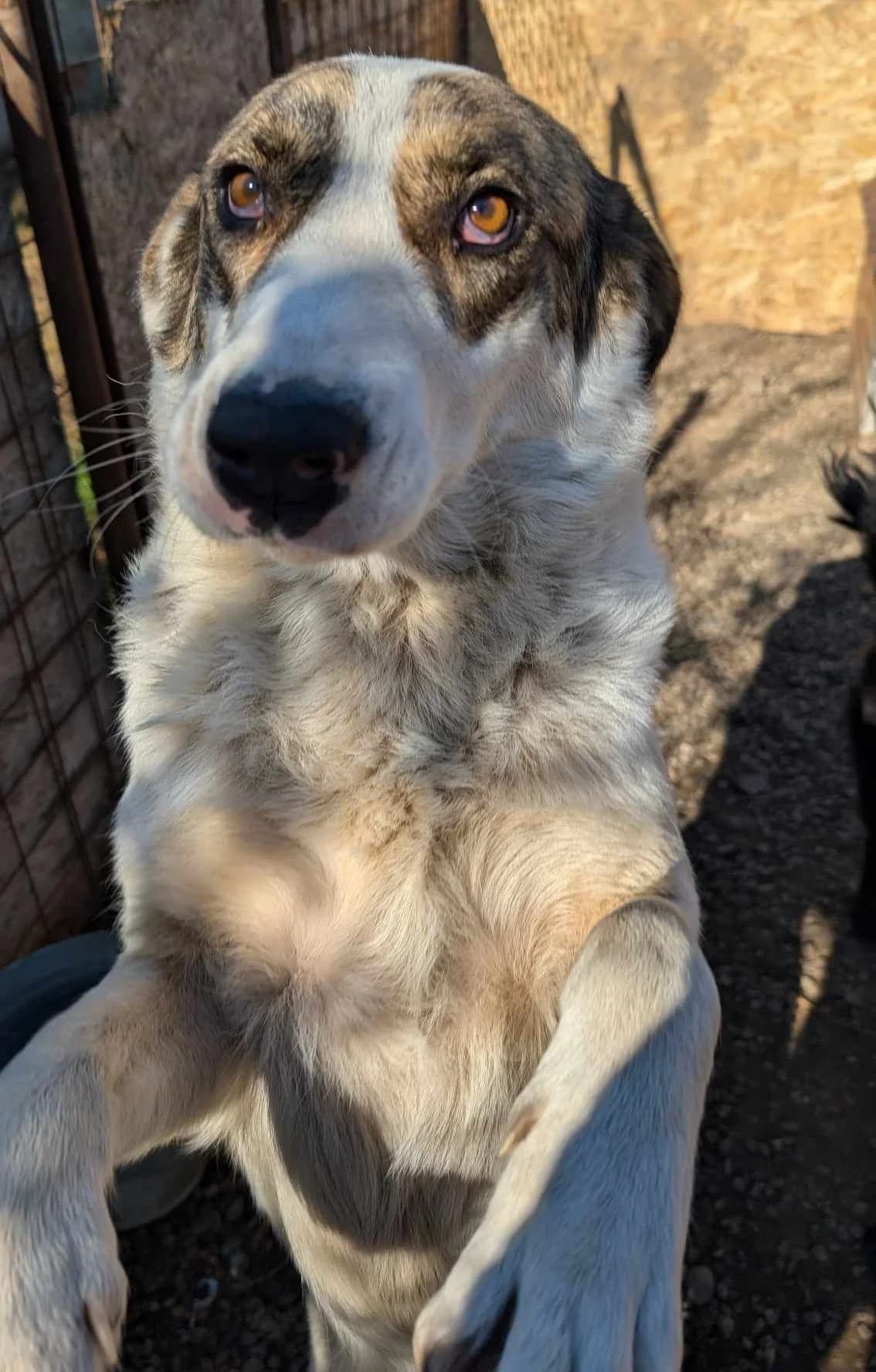 FREYA 5126, female Mixed Breed for adoption at No Limit Pets, Romania