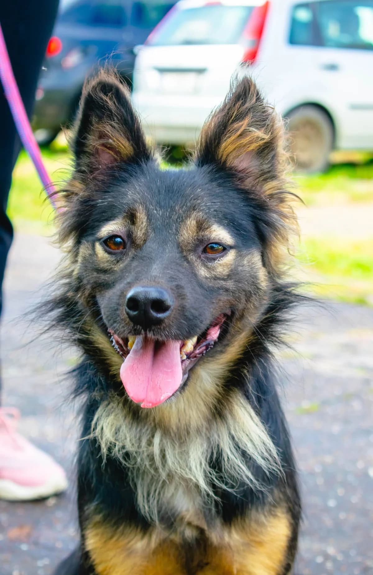 FRIDO 2570, male mixed breed for adoption at No Limit Pets, Romania