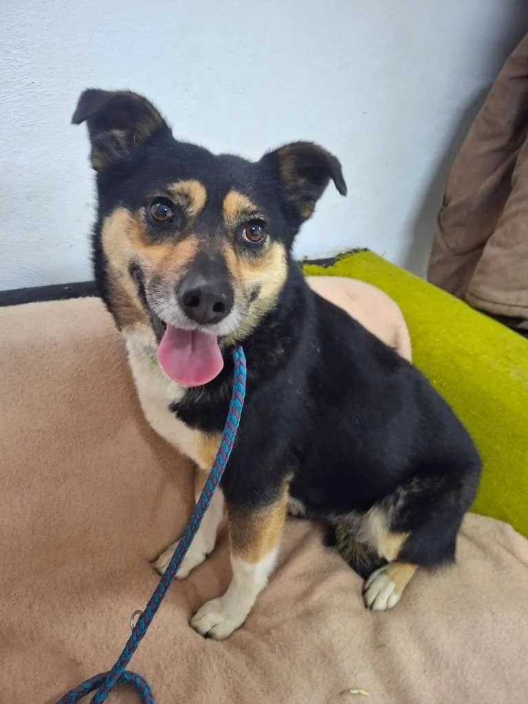 FRIEDA 3088, female 3yo Mixed Breed for adoption at No Limit Pets, Romania