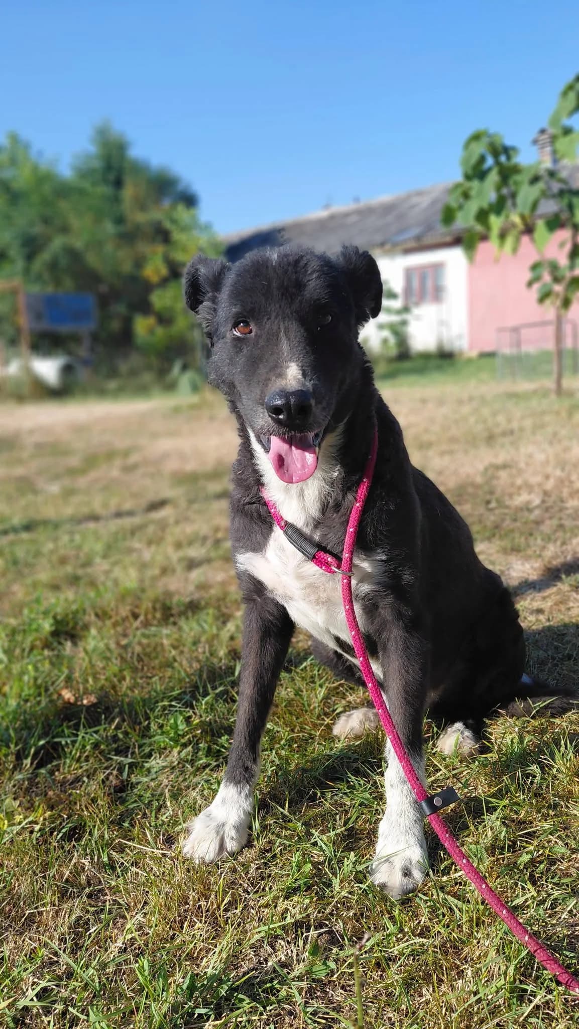 FRODO 7307, male Border Collie for adoption at No Limit Pets, Romania