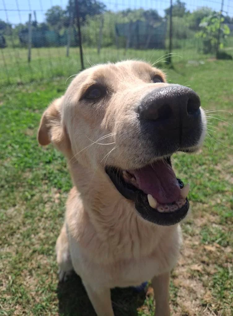GABRIEL 0103, male mixed breed for adoption at No Limit Pets, Romania