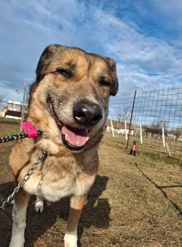 GAYA 1679 – nedisponibl, female mixed breed for adoption at No Limit Pets, Romania