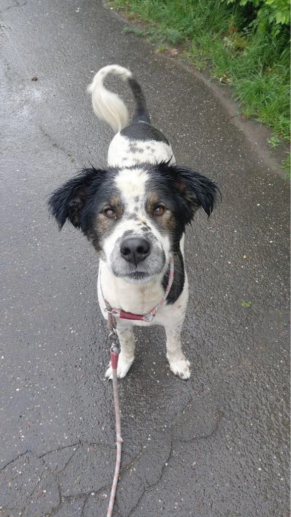 GEORGE 0256, male puppy mixed breed for adoption at No Limit Pets, Romania