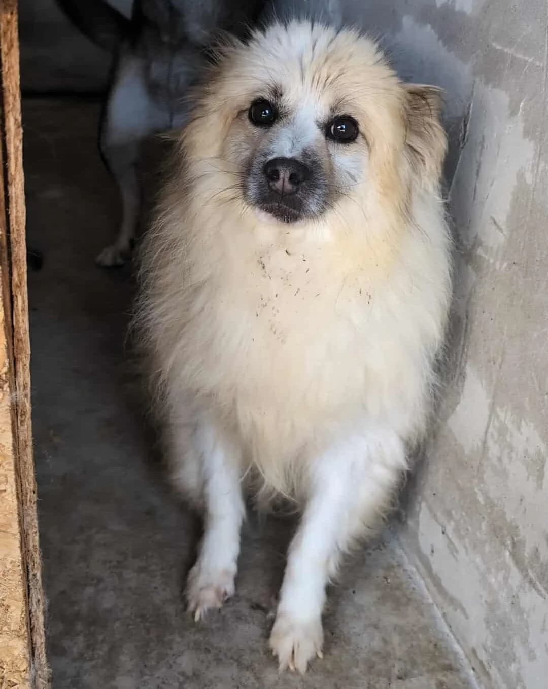GHYPSY 7718, male 4yo Mixed Breed for adoption at No Limit Pets, Romania