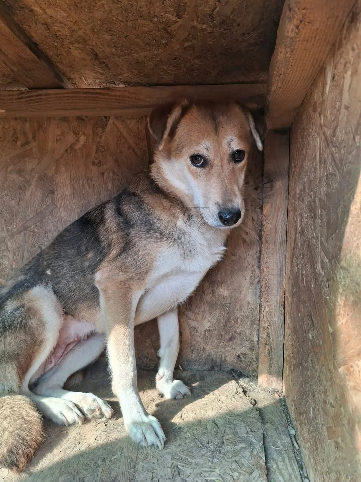 GIADA 8922, female 6yo mixed breed for adoption at No Limit Pets, Romania