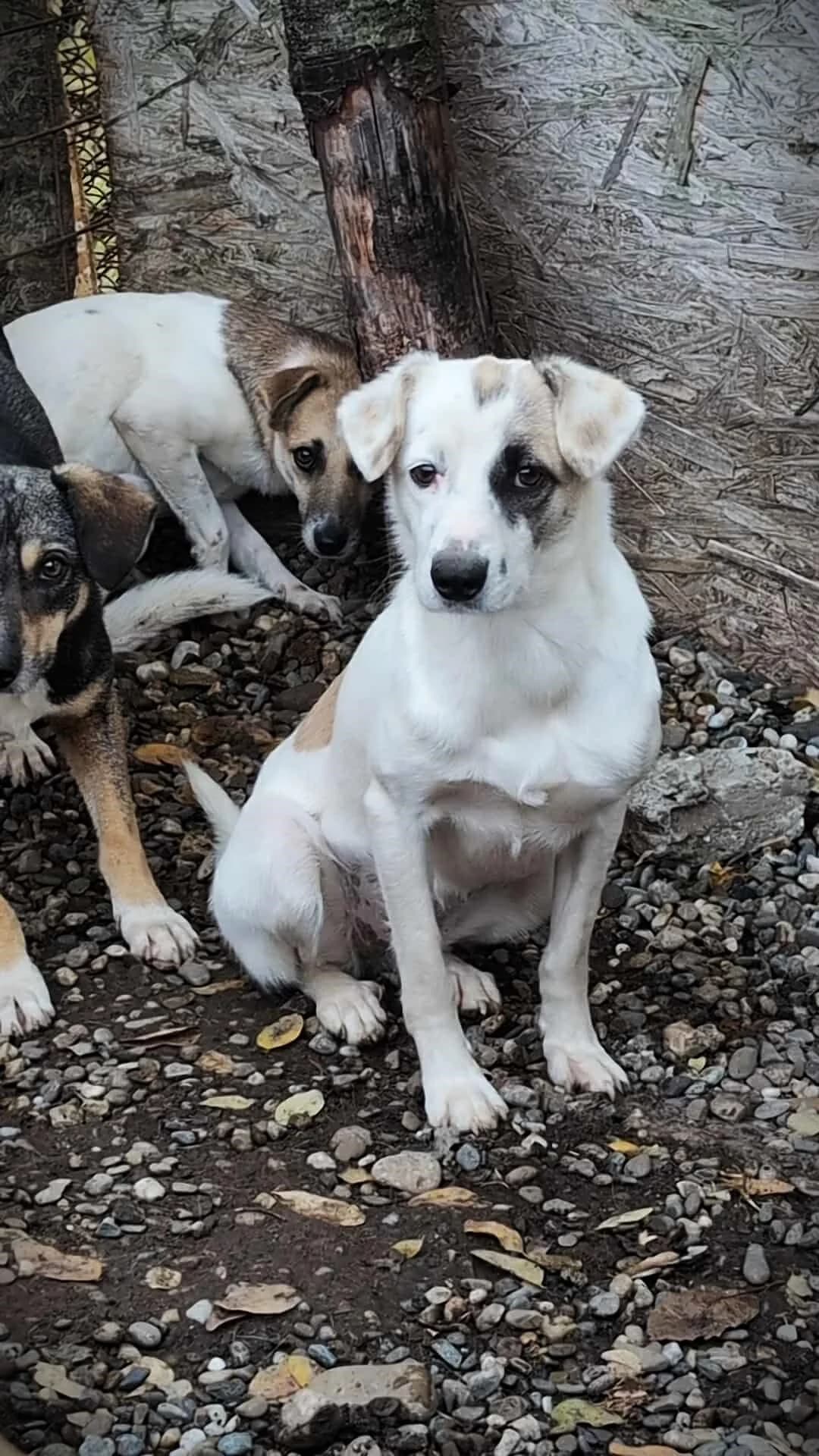 GINA 3750, female young Mixed Breed for adoption at No Limit Pets, Romania