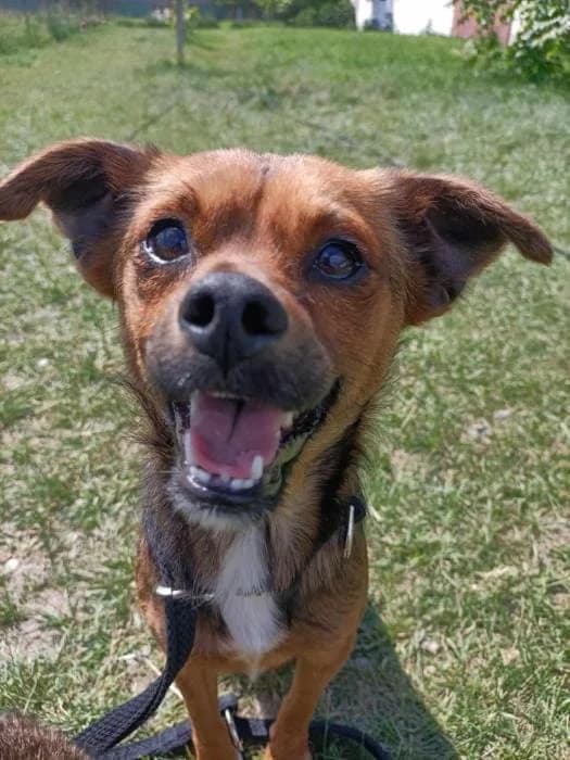 Gina 1815 – ADOPTAT, female mixed breed for adoption at No Limit Pets, Romania