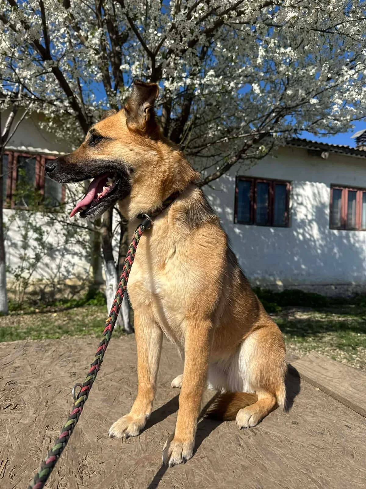 GINGER 9772, female young Mixed Breed for adoption at No Limit Pets, Romania