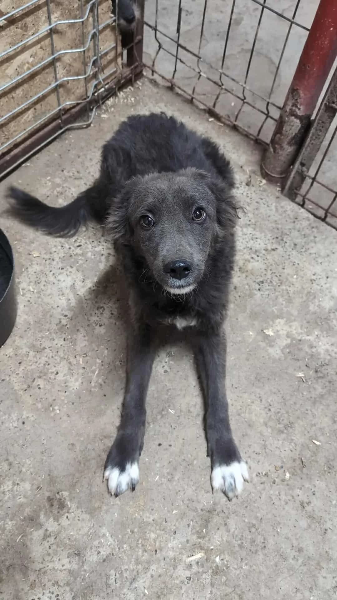 GINO 1413 -ADOPTAT, male young mixed breed for adoption at No Limit Pets, Romania