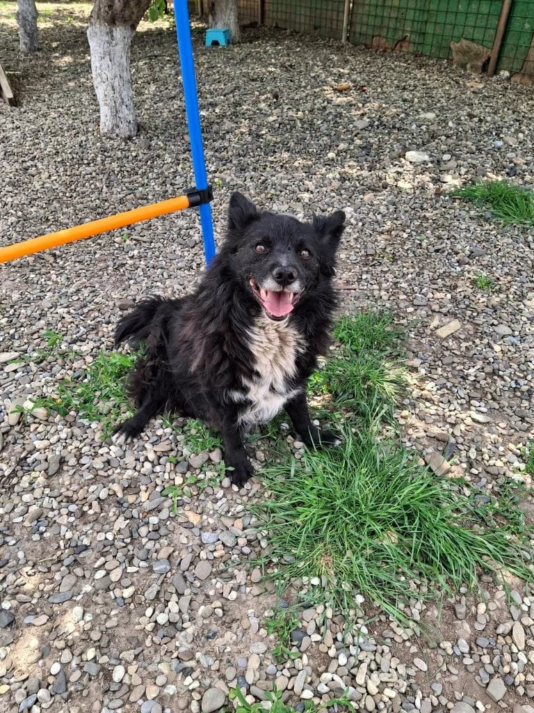 GINO 2078, male young mixed breed for adoption at No Limit Pets, Romania