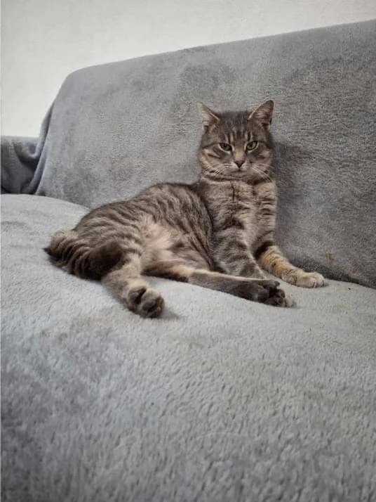 GRAY 2278 – ADOPTAT, male mixed breed for adoption at No Limit Pets, Romania