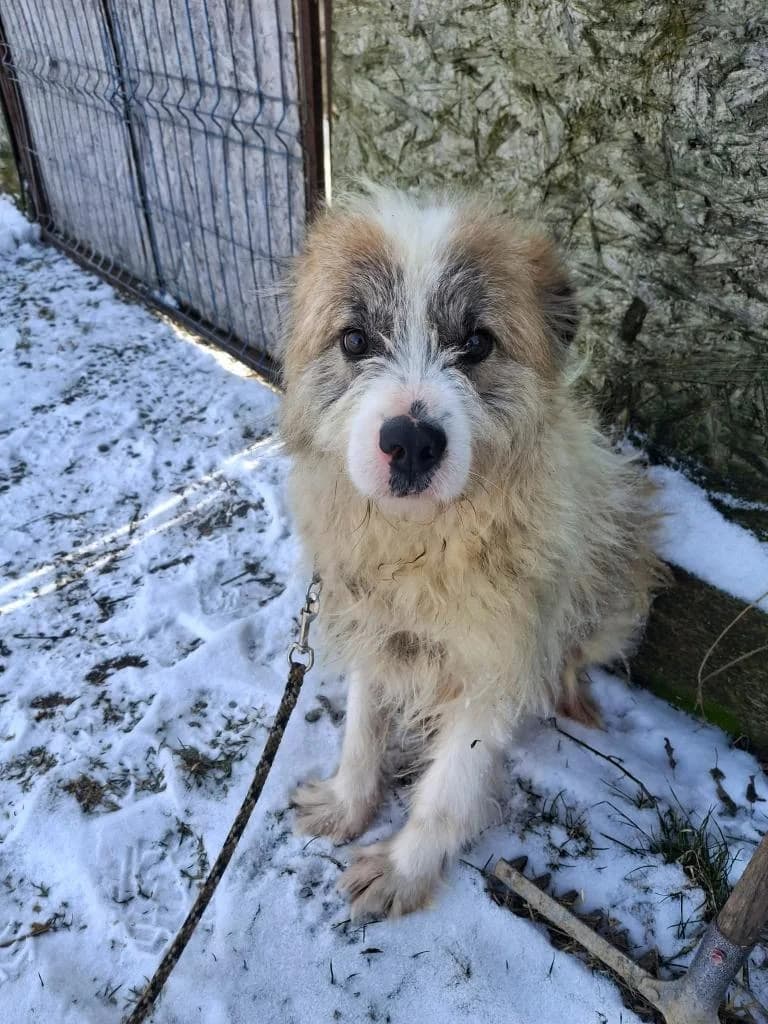 GRIZZLY 4312, male young Mixed Breed for adoption at No Limit Pets, Romania