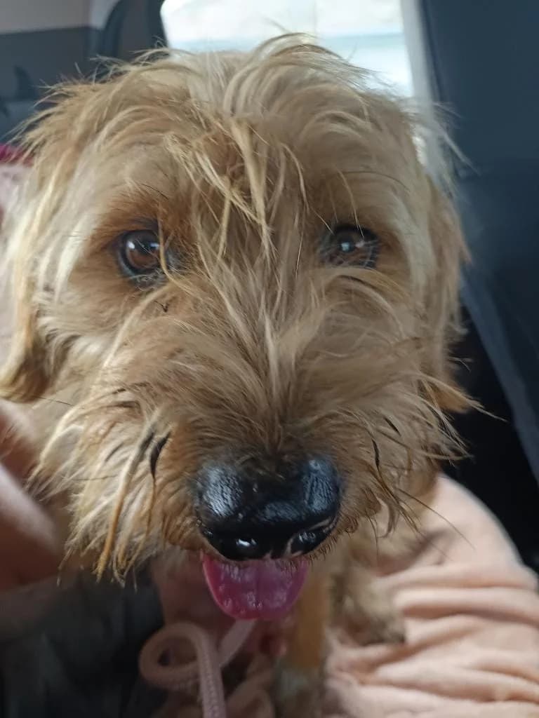 GUSTAV, male young mixed breed for adoption at No Limit Pets, Romania