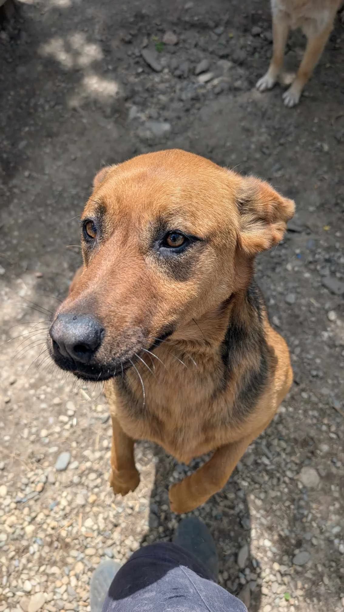 HAILEY 5842, female mixed breed for adoption at No Limit Pets, Romania