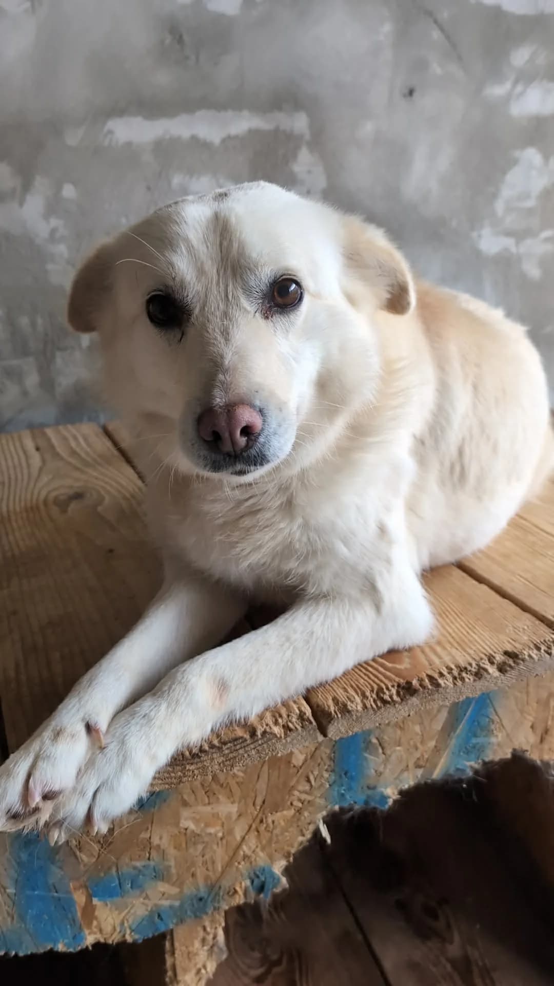 HELGA 8268, female Mixed Breed for adoption at No Limit Pets, Romania