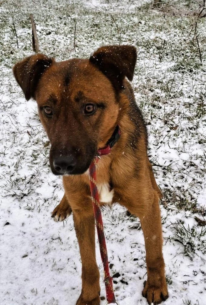 HENRY 4209, male mixed breed for adoption at No Limit Pets, Romania