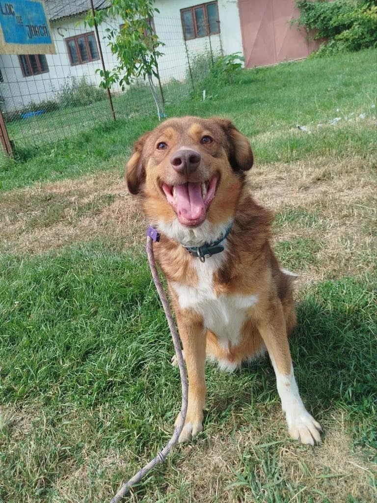 HIGGINS 1946, male young Mixed Breed for adoption at No Limit Pets, Romania