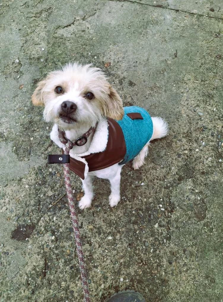 HOLLY 5877- adoptat, female young Bichon Frisé for adoption at No Limit Pets, Romania