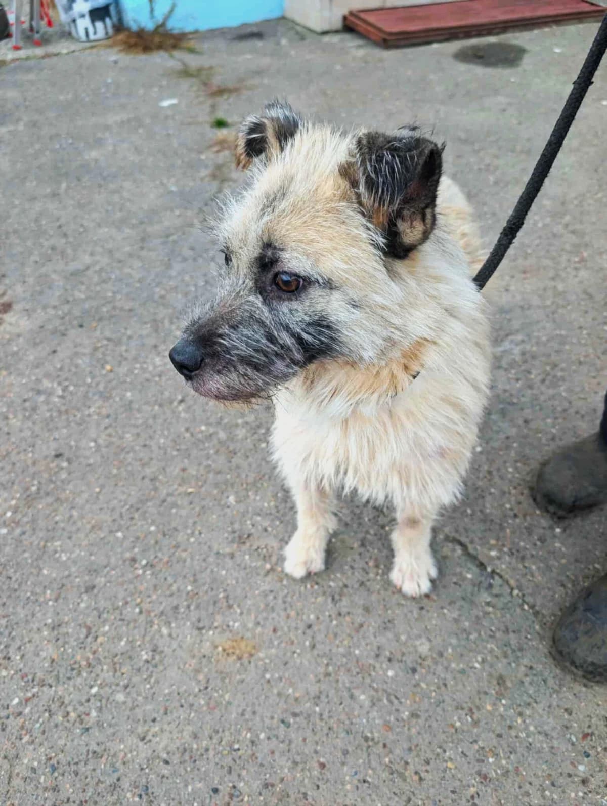 HONEY-2227- adoptat, female young Mixed Breed for adoption at No Limit Pets, Romania