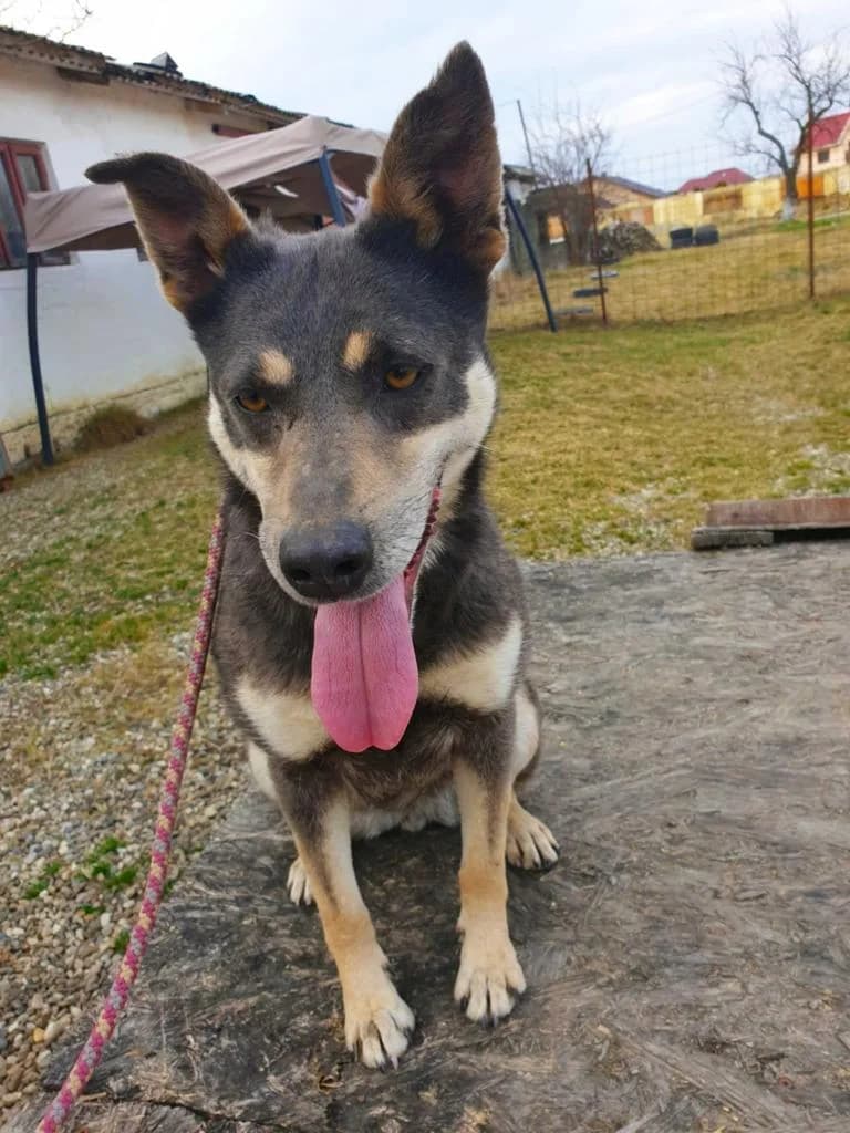 HOPE 0813, female 5yo Mixed Breed for adoption at No Limit Pets, Romania