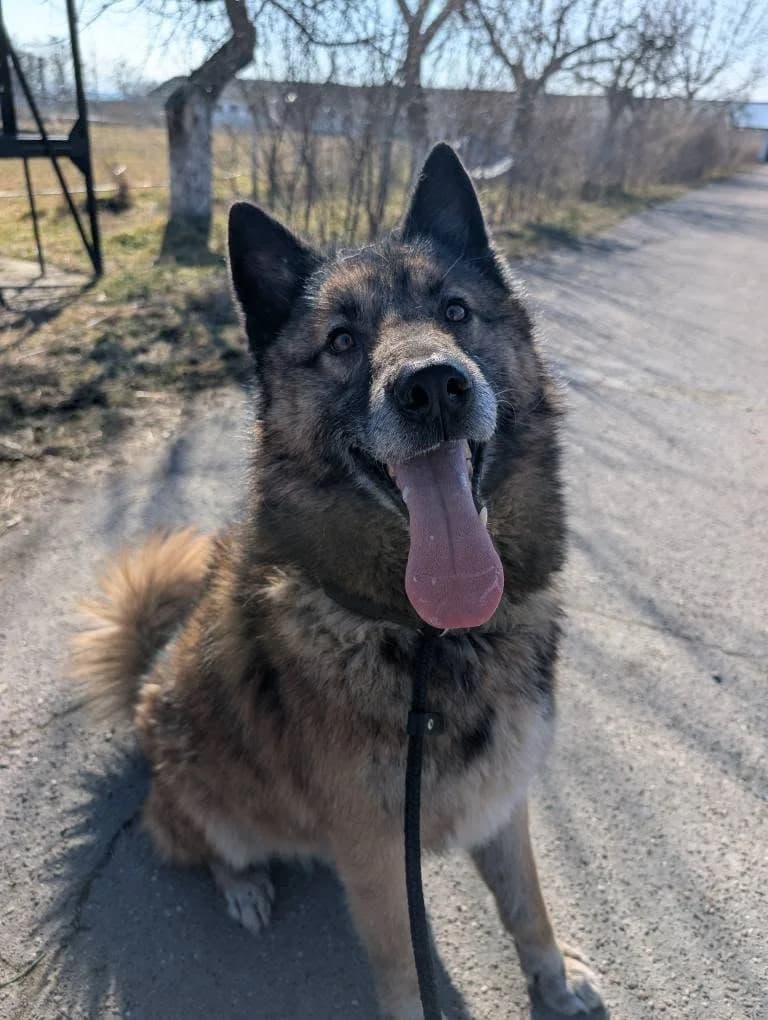 HOPE 9545, male mixed breed for adoption at No Limit Pets, Romania
