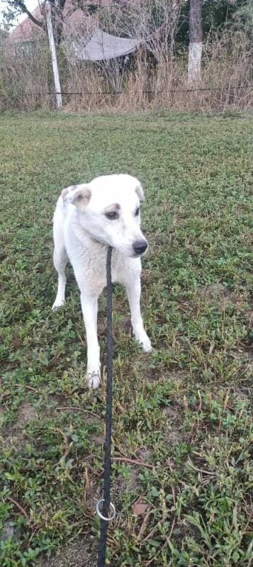 HOPE 9428 – nedisponibil, female Mixed Breed for adoption at No Limit Pets, Romania