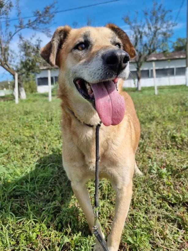 HOSS 0931- ADOPTAT, male mixed breed for adoption at No Limit Pets, Romania